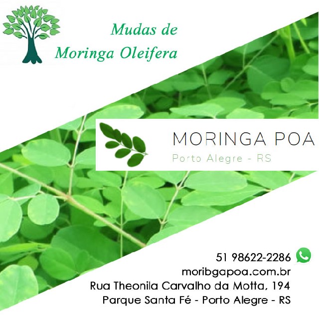 Foto 2 - Muda de moringa oleifera - porto alegre
